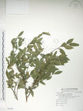 中文名:榔榆(S088498)學名:Ulmus parvifolia Jacq.(S088498)中文別名:紅雞油英文名:Chinese Elm.