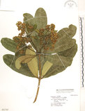 中文名:黑板樹(S021747)學名:Alstonia scholaris (L.) R. Br.(S021747)英文名:Palimara alstonia