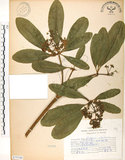 中文名:黑板樹(S075748)學名:Alstonia scholaris (L.) R. Br.(S075748)英文名:Palimara alstonia