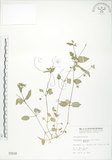 中文名:鵝兒腸(S000848)學名:Stellaria aquatica (L.) Scop.(S000848)英文名:Chickweed