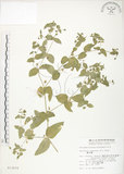 中文名:鵝兒腸(S013470)學名:Stellaria aquatica (L.) Scop.(S013470)英文名:Chickweed