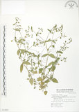 中文名:鵝兒腸(S072603)學名:Stellaria aquatica (L.) Scop.(S072603)英文名:Chickweed