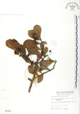 中文名:蘭嶼裸實(S006006)學名:Maytenus emarginata (Willd.) Ding Hou(S006006)英文名:Lanyu gymnosporia