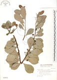 中文名:蘭嶼裸實(S028455)學名:Maytenus emarginata (Willd.) Ding Hou(S028455)英文名:Lanyu gymnosporia