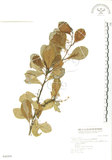 中文名:蘭嶼裸實(S046909)學名:Maytenus emarginata (Willd.) Ding Hou(S046909)英文名:Lanyu gymnosporia