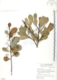 中文名:蘭嶼裸實(S049837)學名:Maytenus emarginata (Willd.) Ding Hou(S049837)英文名:Lanyu gymnosporia