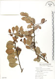 中文名:蘭嶼裸實(S065162)學名:Maytenus emarginata (Willd.) Ding Hou(S065162)英文名:Lanyu gymnosporia