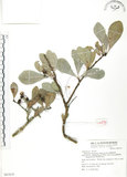 中文名:蘭嶼裸實(S067675)學名:Maytenus emarginata (Willd.) Ding Hou(S067675)英文名:Lanyu gymnosporia