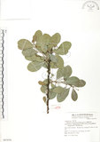 中文名:蘭嶼裸實(S067676)學名:Maytenus emarginata (Willd.) Ding Hou(S067676)英文名:Lanyu gymnosporia