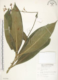 中文名:杜若(S012596)學名:Pollia japonica Thunb.(S012596)