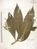 中文名:杜若(S012597)學名:Pollia japonica Thunb.(S012597)