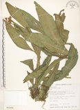 中文名:杜若(S016495)學名:Pollia japonica Thunb.(S016495)