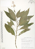 中文名:杜若(S018027)學名:Pollia japonica Thunb.(S018027)