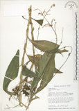 中文名:杜若(S021842)學名:Pollia japonica Thunb.(S021842)