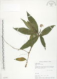 中文名:杜若(S021895)學名:Pollia japonica Thunb.(S021895)