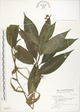 中文名:杜若(S030677)學名:Pollia japonica Thunb.(S030677)