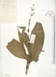 中文名:杜若(S042456)學名:Pollia japonica Thunb.(S042456)