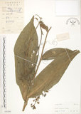 中文名:杜若(S042484)學名:Pollia japonica Thunb.(S042484)
