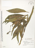 中文名:杜若(S042868)學名:Pollia japonica Thunb.(S042868)