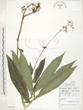 中文名:杜若(S047788)學名:Pollia japonica Thunb.(S047788)