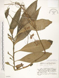 中文名:杜若(S049084)學名:Pollia japonica Thunb.(S049084)