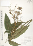 中文名:杜若(S050845)學名:Pollia japonica Thunb.(S050845)