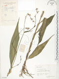 中文名:杜若(S057666)學名:Pollia japonica Thunb.(S057666)