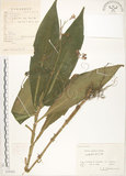 中文名:杜若(S059561)學名:Pollia japonica Thunb.(S059561)