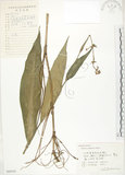 中文名:杜若(S060193)學名:Pollia japonica Thunb.(S060193)