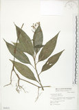 中文名:杜若(S063951)學名:Pollia japonica Thunb.(S063951)