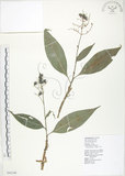 中文名:杜若(S065348)學名:Pollia japonica Thunb.(S065348)