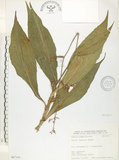 中文名:杜若(S067141)學名:Pollia japonica Thunb.(S067141)