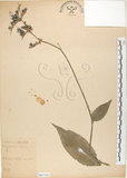 中文名:杜若(S067161)學名:Pollia japonica Thunb.(S067161)