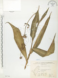 中文名:杜若(S067164)學名:Pollia japonica Thunb.(S067164)