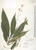 中文名:杜若(S069247)學名:Pollia japonica Thunb.(S069247)