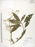 中文名:杜若(S071798)學名:Pollia japonica Thunb.(S071798)