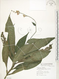 中文名:杜若(S074504)學名:Pollia japonica Thunb.(S074504)