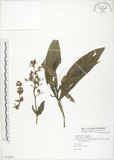 中文名:杜若(S078484)學名:Pollia japonica Thunb.(S078484)