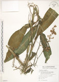 中文名:杜若(S080057)學名:Pollia japonica Thunb.(S080057)