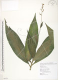 中文名:杜若(S087271)學名:Pollia japonica Thunb.(S087271)