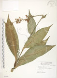 中文名:杜若(S091899)學名:Pollia japonica Thunb.(S091899)