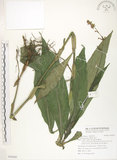 中文名:杜若(S092695)學名:Pollia japonica Thunb.(S092695)