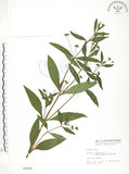 中文名:鱧腸(S002469)學名:Eclipta prostrata (L.) L.(S002469)