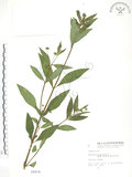 中文名:鱧腸(S002470)學名:Eclipta prostrata (L.) L.(S002470)