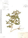 中文名:鱧腸(S024659)學名:Eclipta prostrata (L.) L.(S024659)