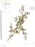 中文名:鱧腸(S045436)學名:Eclipta prostrata (L.) L.(S045436)