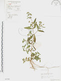 中文名:鱧腸(S057502)學名:Eclipta prostrata (L.) L.(S057502)