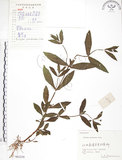 中文名:鱧腸(S062238)學名:Eclipta prostrata (L.) L.(S062238)