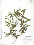 中文名:鱧腸(S072602)學名:Eclipta prostrata (L.) L.(S072602)