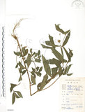 中文名:鱧腸(S084693)學名:Eclipta prostrata (L.) L.(S084693)